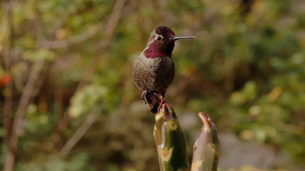 Anna's Hummingbird - top 10 Fastest birds