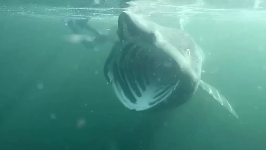 Basking Shark - biggest sharks in the world