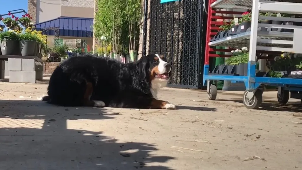 Bernese Mountain Dog