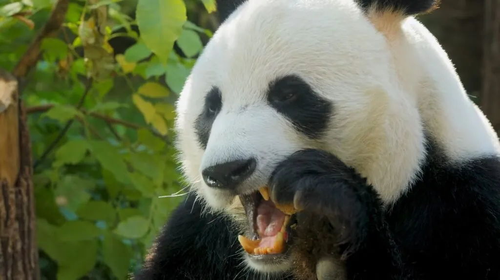 Panda Bite Strength