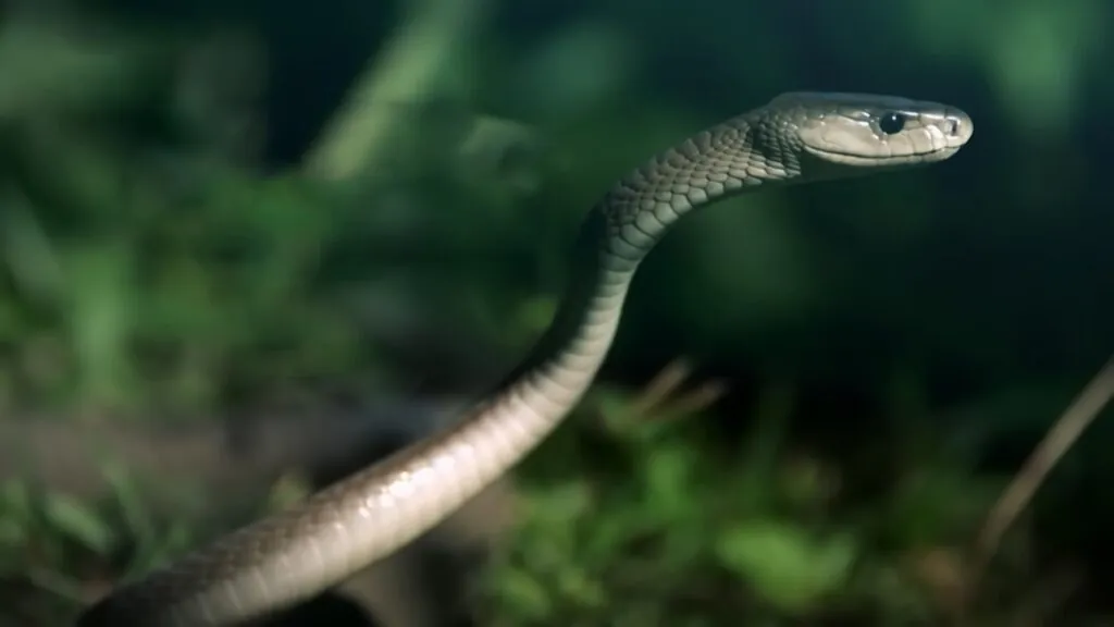 Black Mamba - most aggressive animals in the world