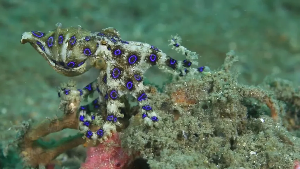 Blue-Ringed Octopus - deadly sea creatures