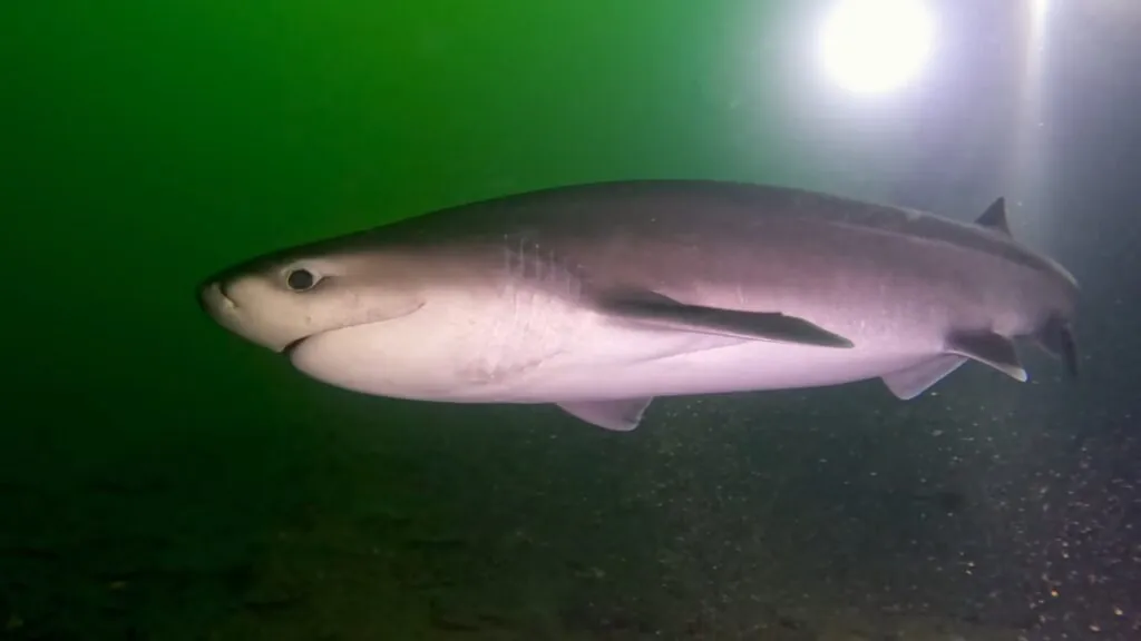 Bluntnose Sixgill Shark