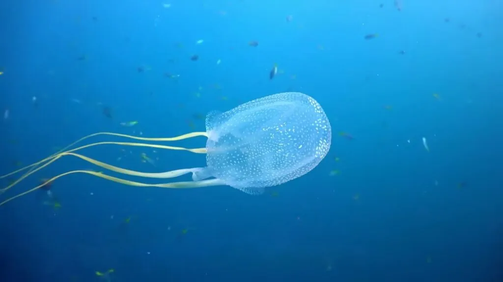 Box Jellyfish - most deadly sea creature