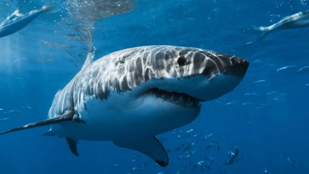 Bull Shark - most aggressive animals in the world