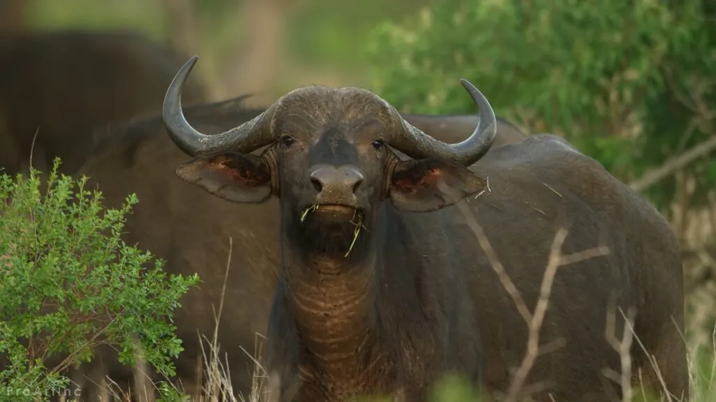 Cape Buffalo