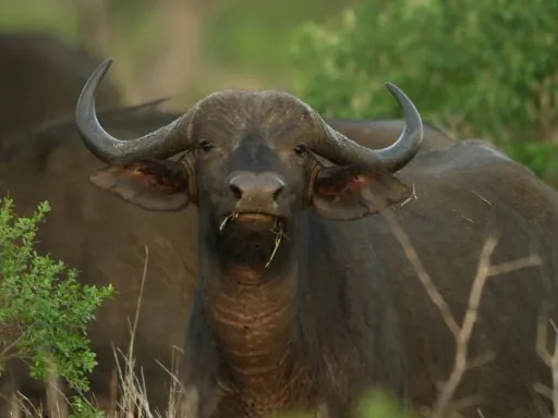 Cape Buffalo