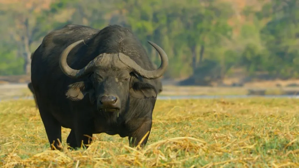 Cape Buffalo - African Safari Animals