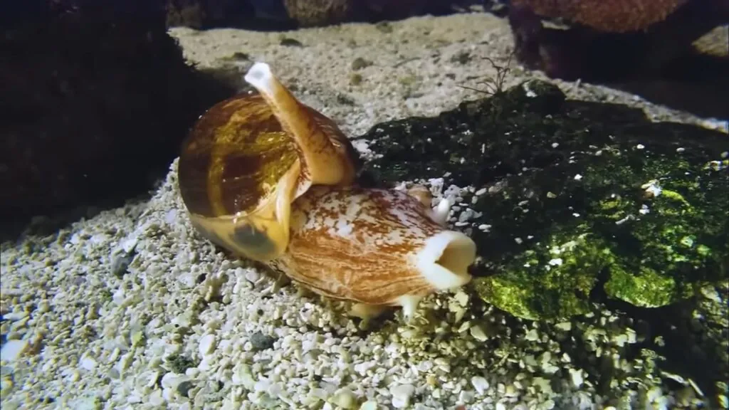 Cone Snail - most deadly sea creature