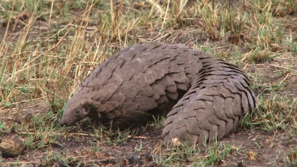 Endangered Species - 10 facts about pangolins