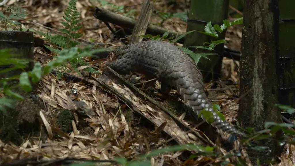 Environmental Sensitivity - 10 facts about pangolins