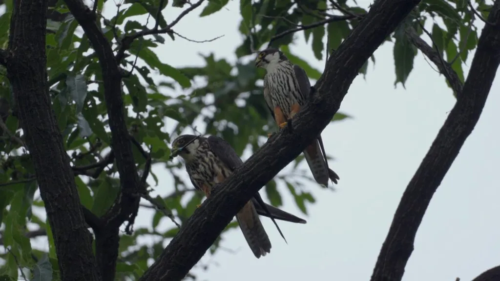 Eurasian Hobby - top 10 Fastest birds