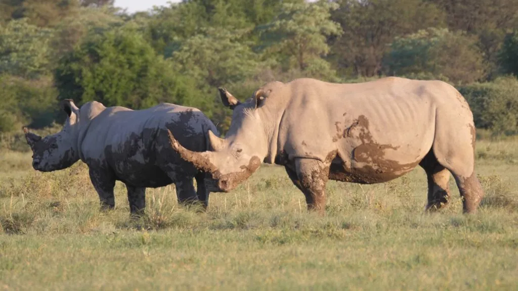 Five Distinct Species - Interesting facts about rhinos