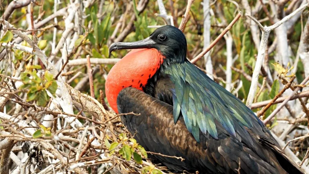 Frigatebird - top 10 Fastest birds