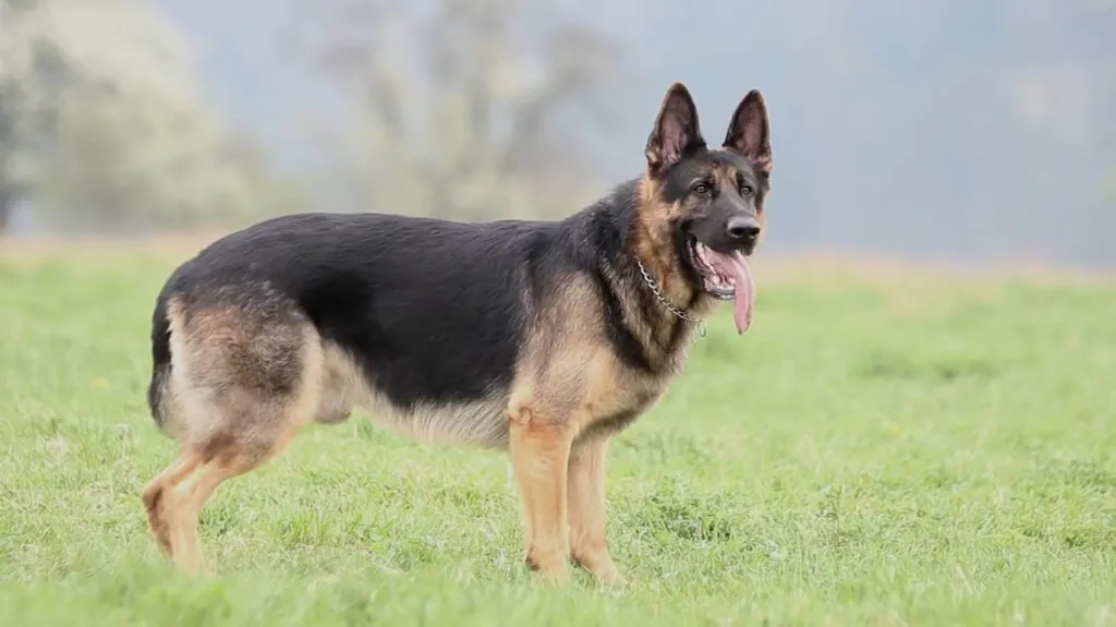 German Shepherd - Best Guard Dogs for Families-