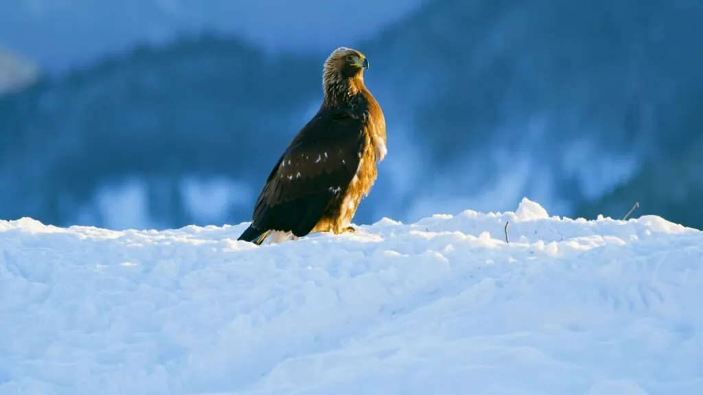 Golden Eagle - top 10 Fastest birds