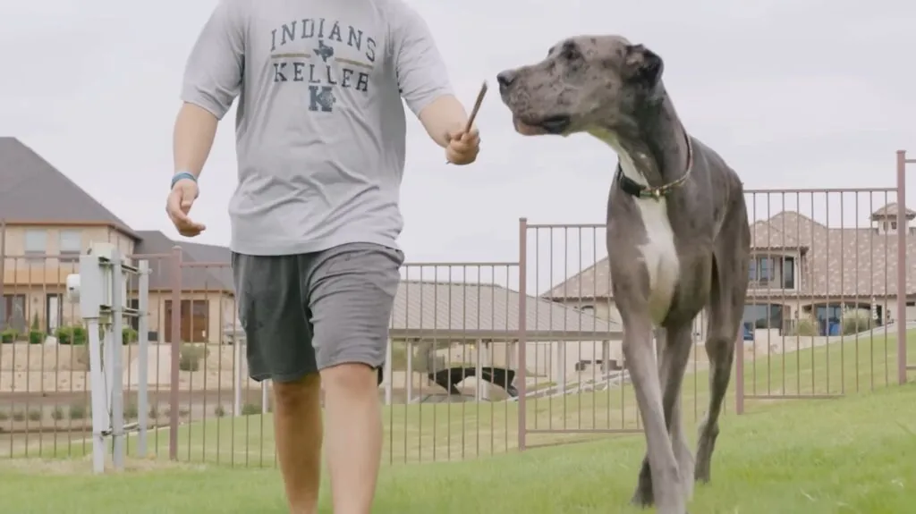 Great Dane - Best Guard Dogs for Families