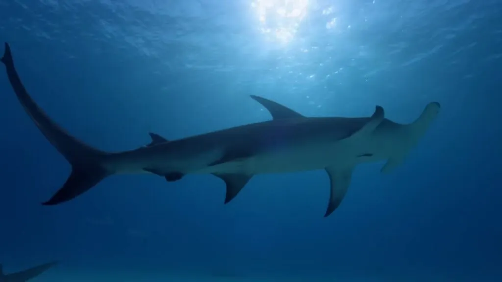 Great Hammerhead Shark