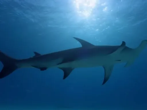 Great Hammerhead Shark