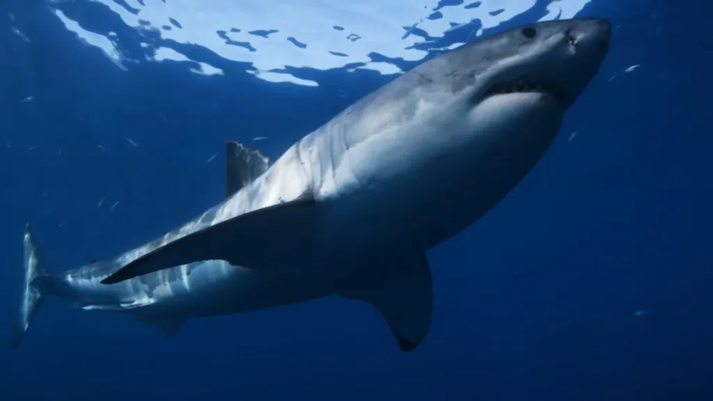 Great White Shark - biggest sharks in the world