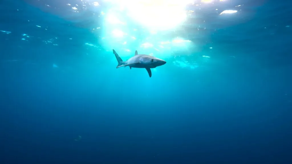 Great White Shark - deadly sea creatures