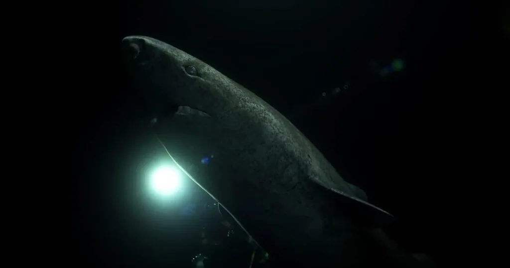 Greenland Shark - biggest sharks in the world