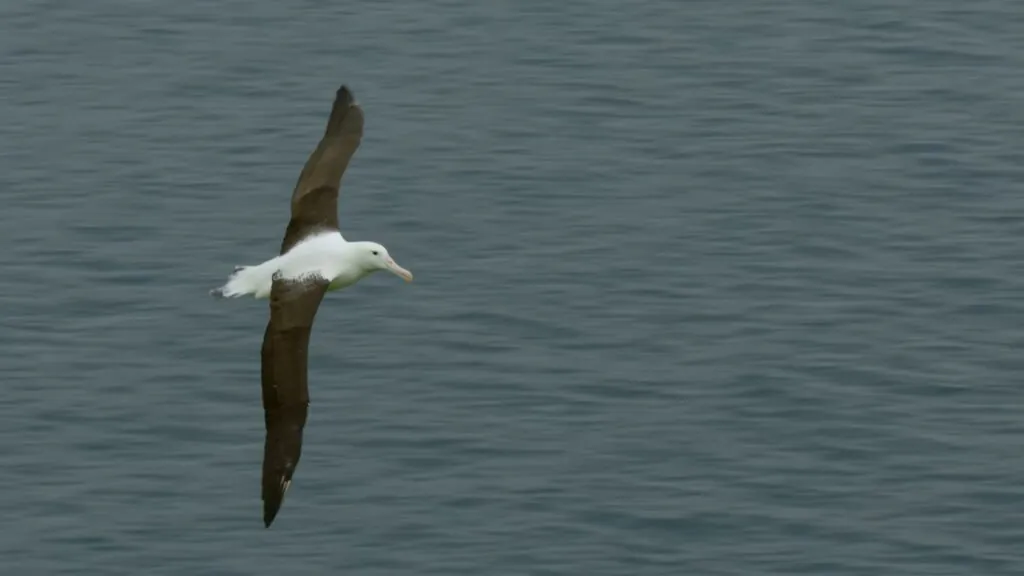 Grey-headed Albatross speed