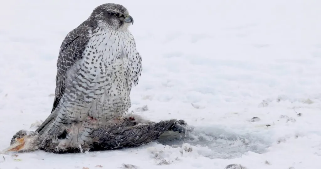 Gyrfalcon - top 10 Fastest birds