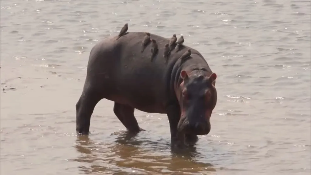 Hippo