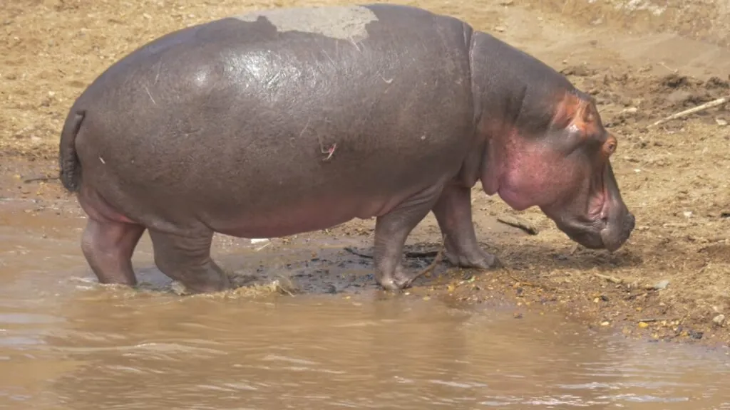 Hippopotamus - most aggressive animals in the world