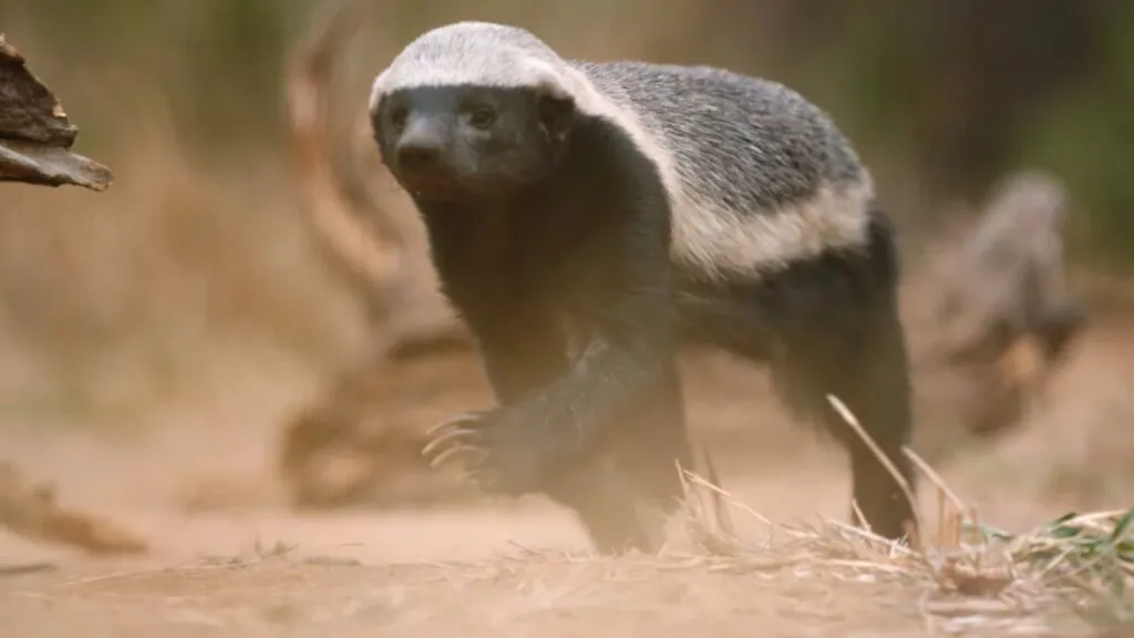 Honey Badger - most aggressive animals in the world