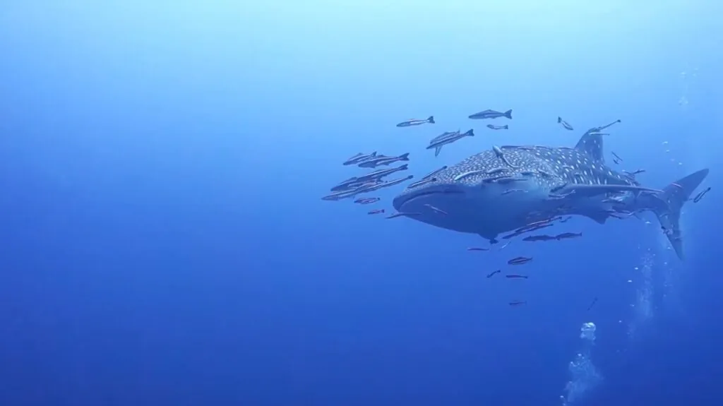 Largest Fish in the World