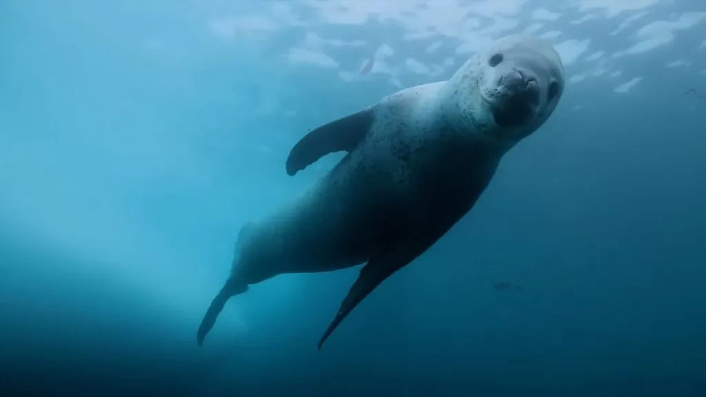 Leopard Seal