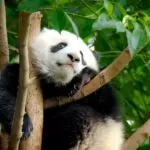 interesting facts about pandas - Panda Limited Breeding Window