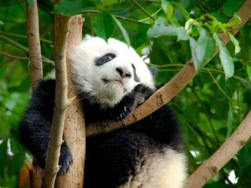 interesting facts about pandas - Panda Limited Breeding Window