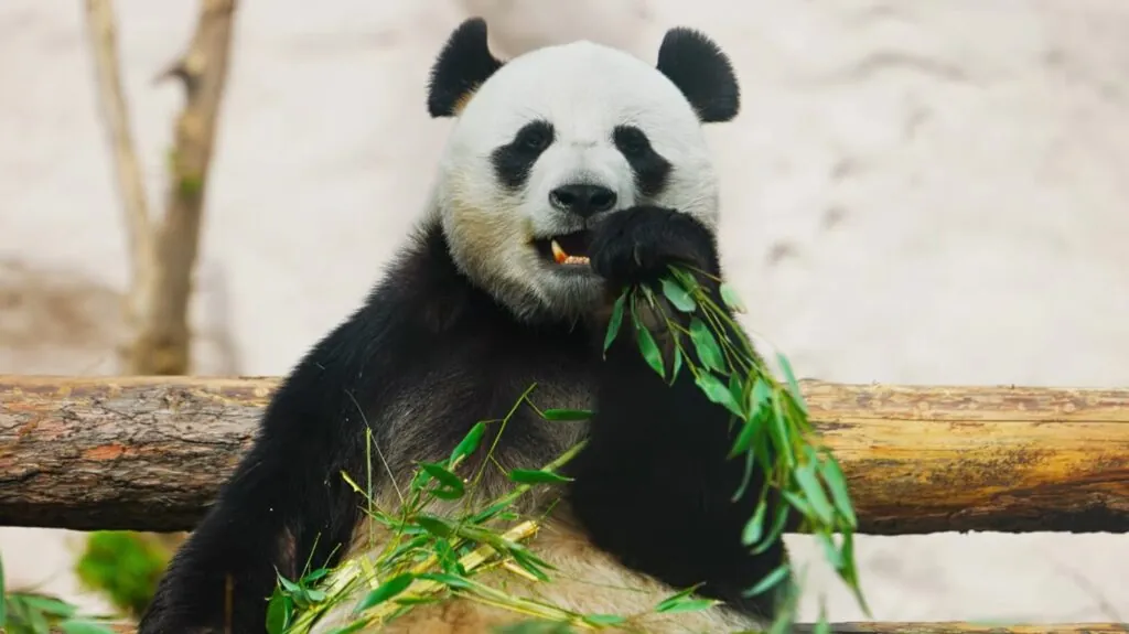 interesting facts about pandas - Panda Low Energy Diet