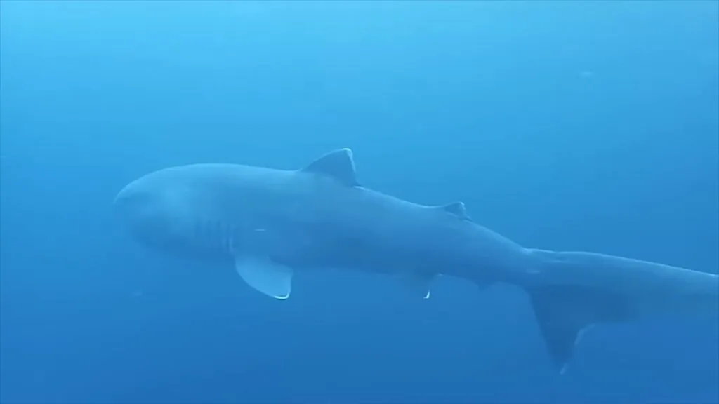 Megamouth Shark - biggest sharks in the world