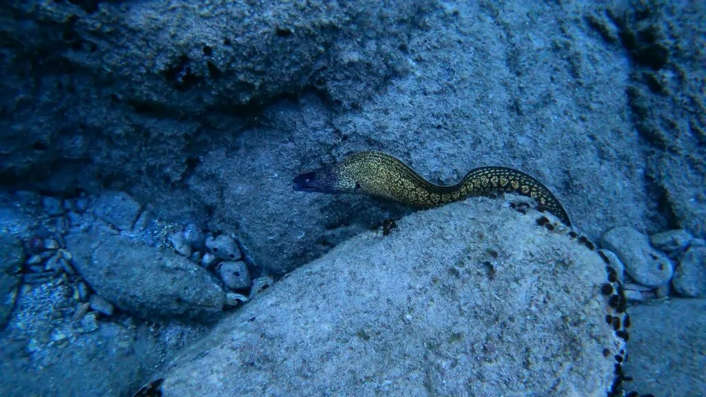 Moray Eel - 10 most dangerous animals in the ocean