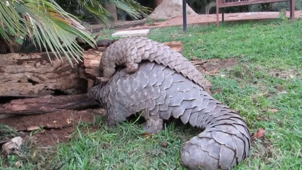 Motherly Care - 10 facts about pangolins