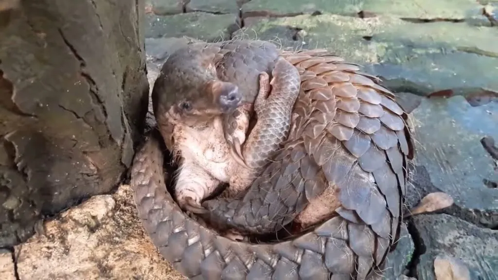 Pangolin Reproduction