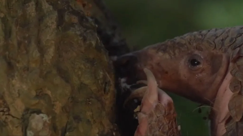 Pangolin Tongue