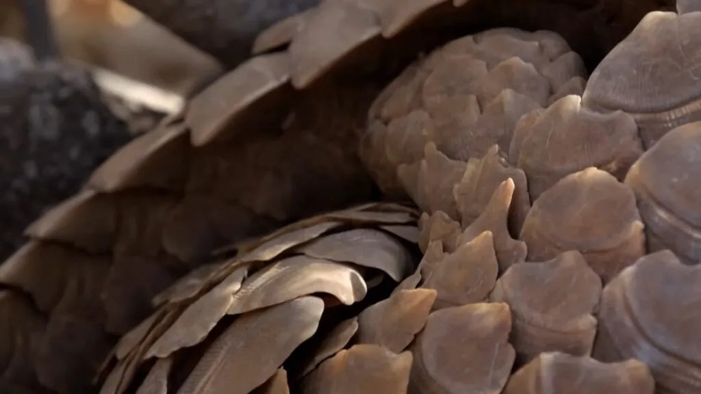 Pangolins Scale Armor