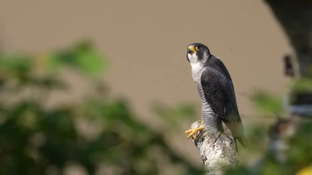 Peregrine Falcon - top 10 Fastest birds