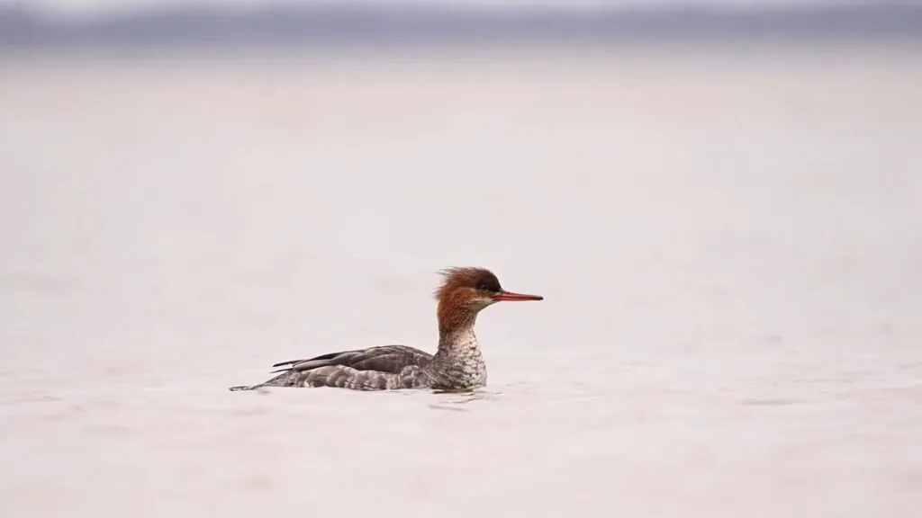 Red-breasted Merganser speed