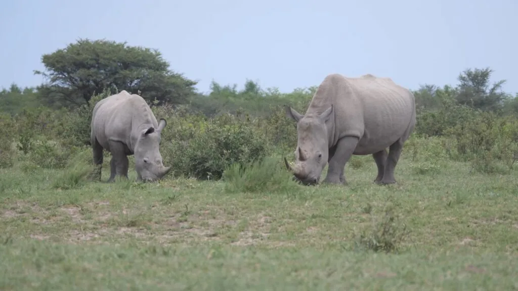 Rhino Communication through Sounds