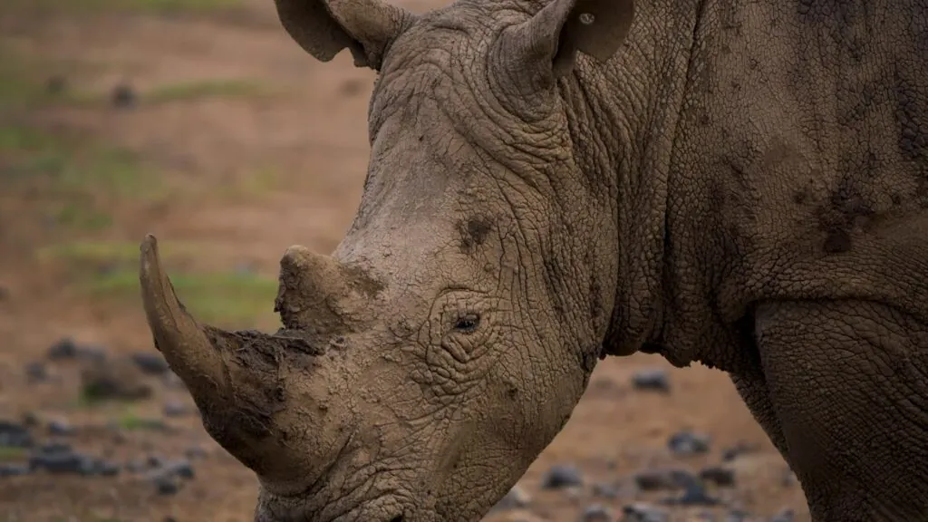 Rhino Horns - Interesting facts about rhinos