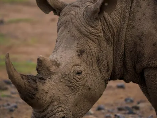 Rhino Horns - Interesting facts about rhinos