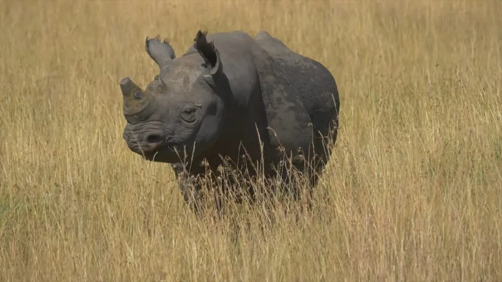 Rhino Symbiotic Relationship with Oxpeckers