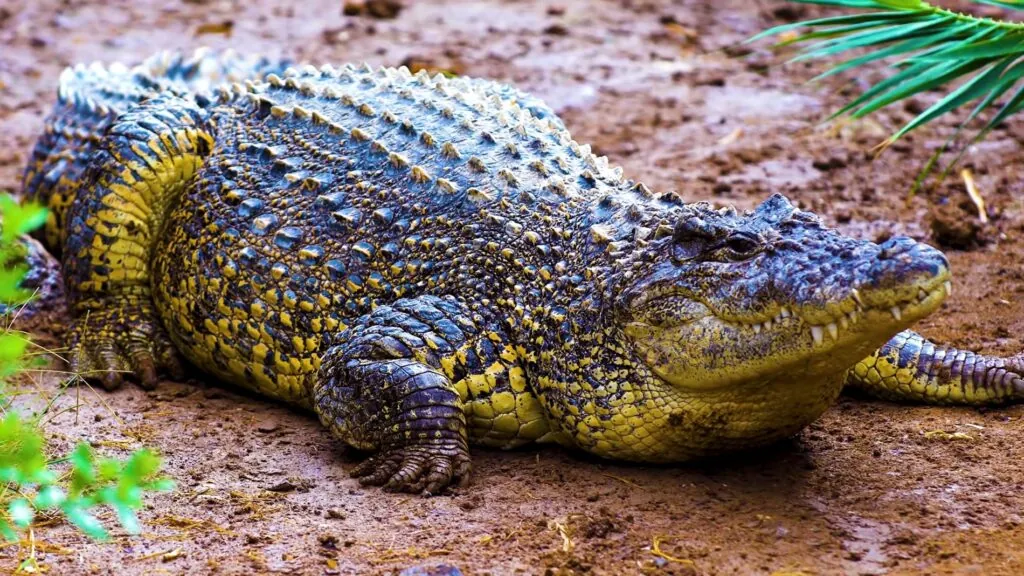 Saltwater Crocodile