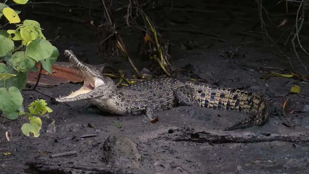 Saltwater Crocodile - deadly sea creatures